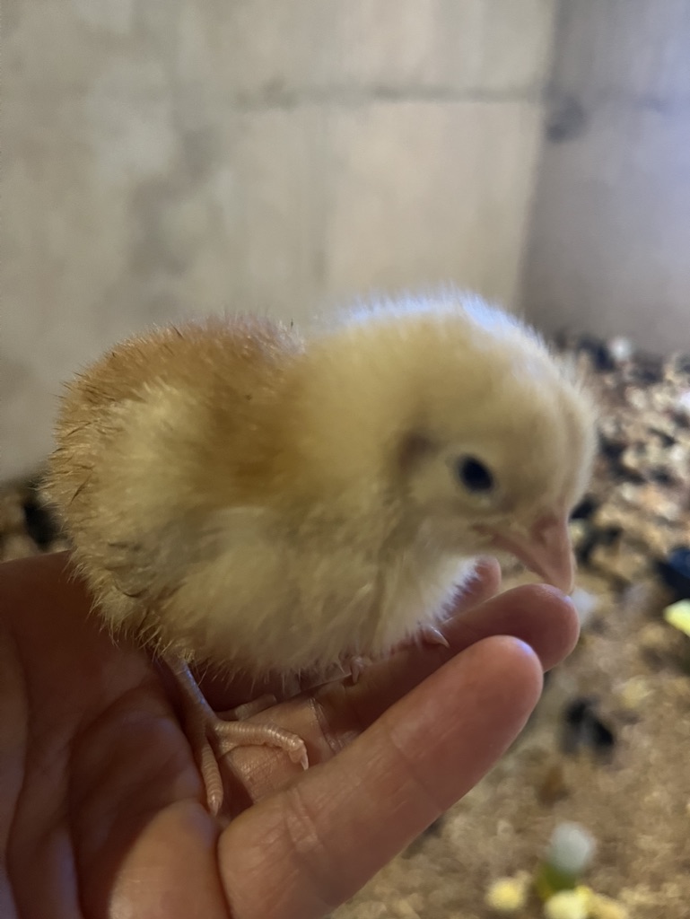 13861E73-1B94-46C7-B3CF-11E4E475A44F_1_105_c