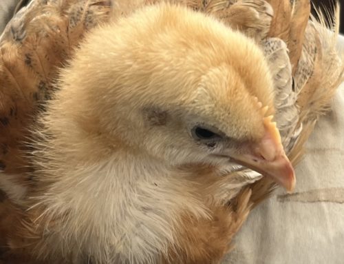 Poussins Goliath 1 à 2 mois