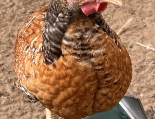 Portrait des poules Goliath