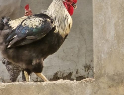 Portraits des Goliath