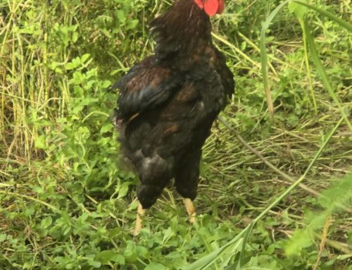 L’évolution de notre élevage de poulets Goliath